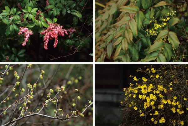 ★鳥だけでなく植物も楽しめます_e0046474_165285.jpg