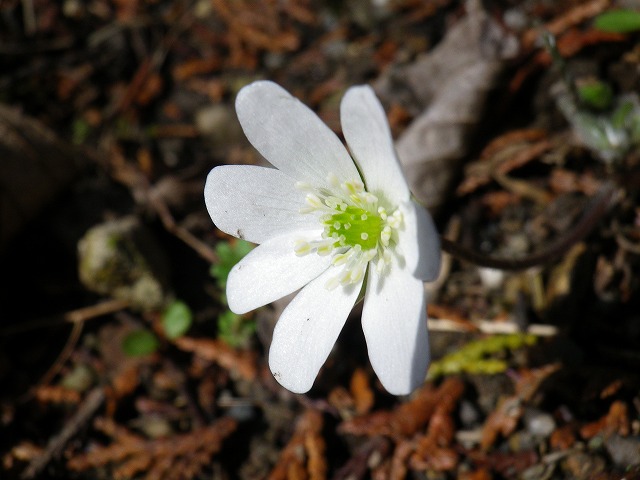 三角草 ミスミソウ の花愛らしく 自然風の自然風だより 三角草 ミスミソウ の花愛らしく 自然風の自然風だより