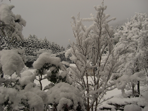 「春の雪」_e0252905_11261918.jpg