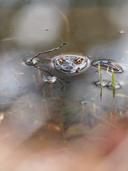 赤塚植物園花コミュ会写真展が終わりました。_f0180607_323533.jpg