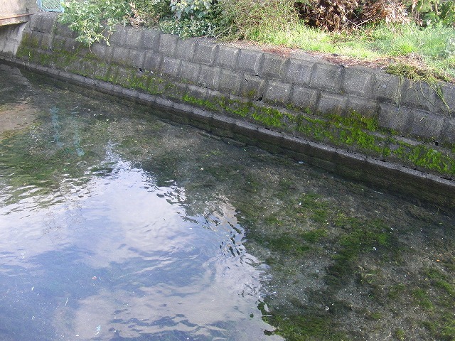 今年最初の田宿川の川そうじ_f0141310_7382910.jpg
