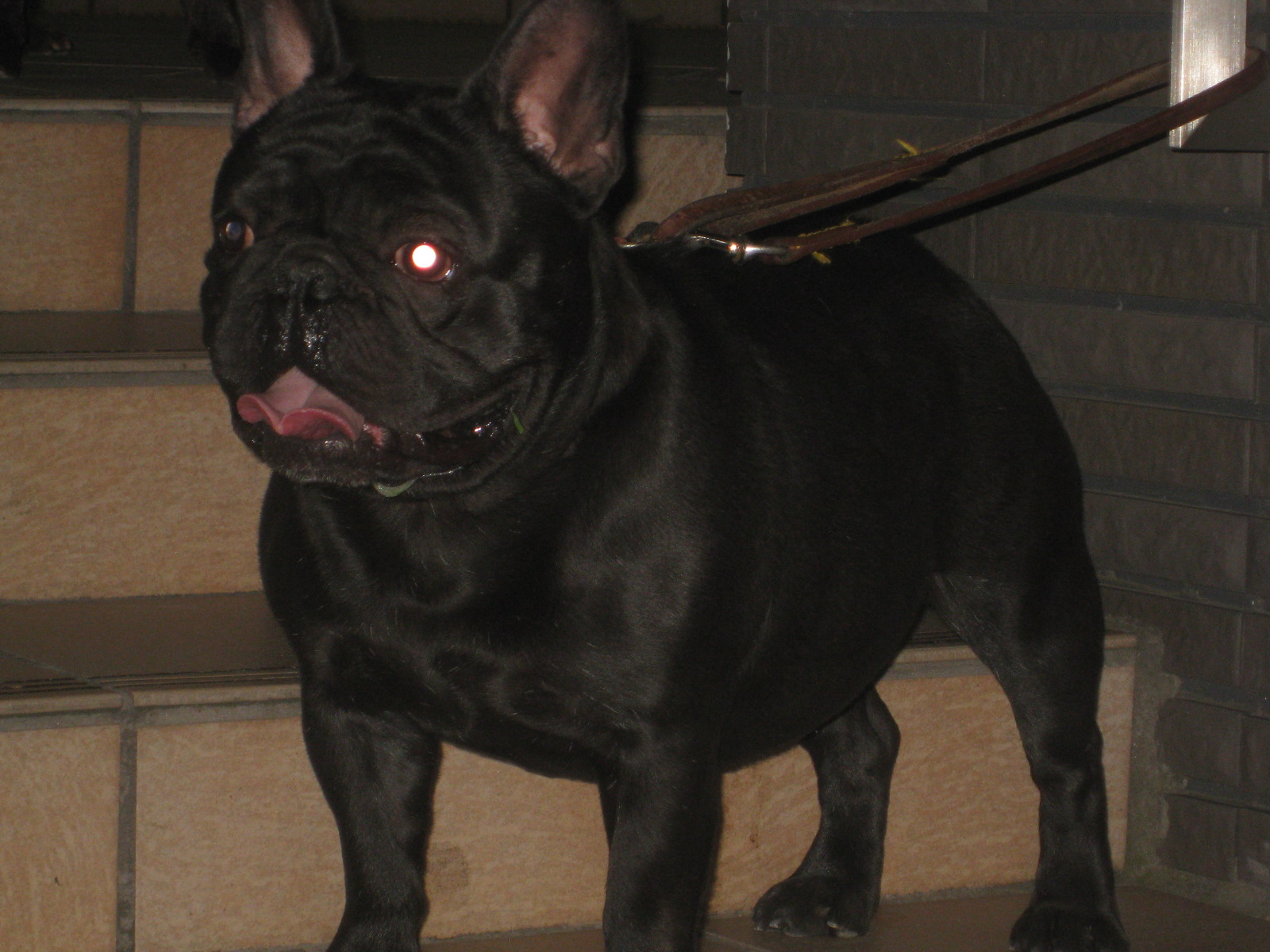 名門の血筋を継承するフレンチブルドッグたち The Royal Family French Bulldog Breeder