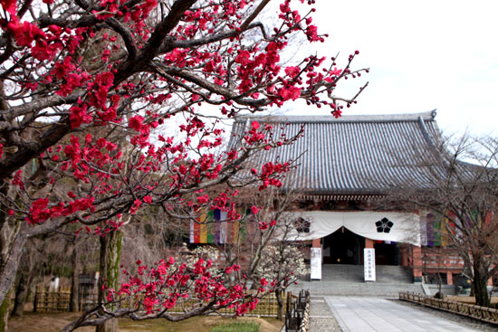 智積院 梅だより_e0048413_20284387.jpg