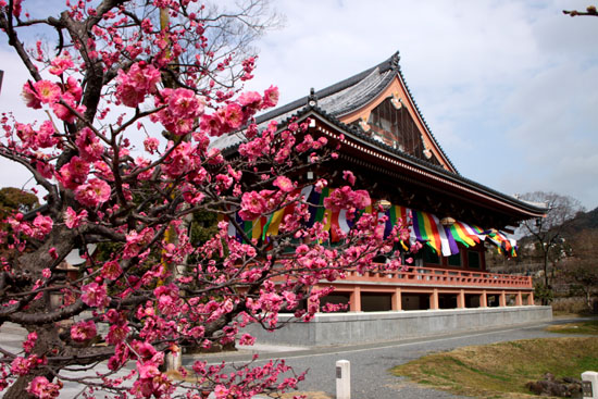 智積院 梅だより_e0048413_2029338.jpg