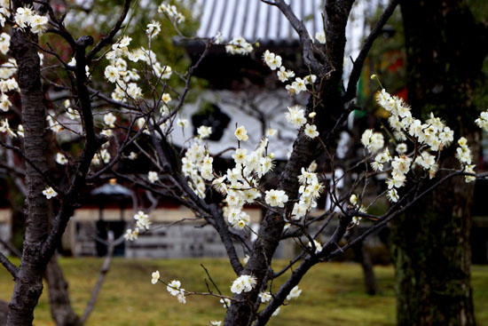 智積院 梅だより_e0048413_20295895.jpg