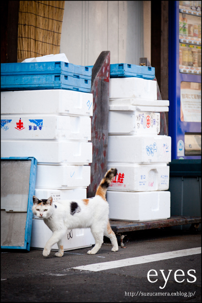 三毛猫遭遇率_f0100215_235524.jpg