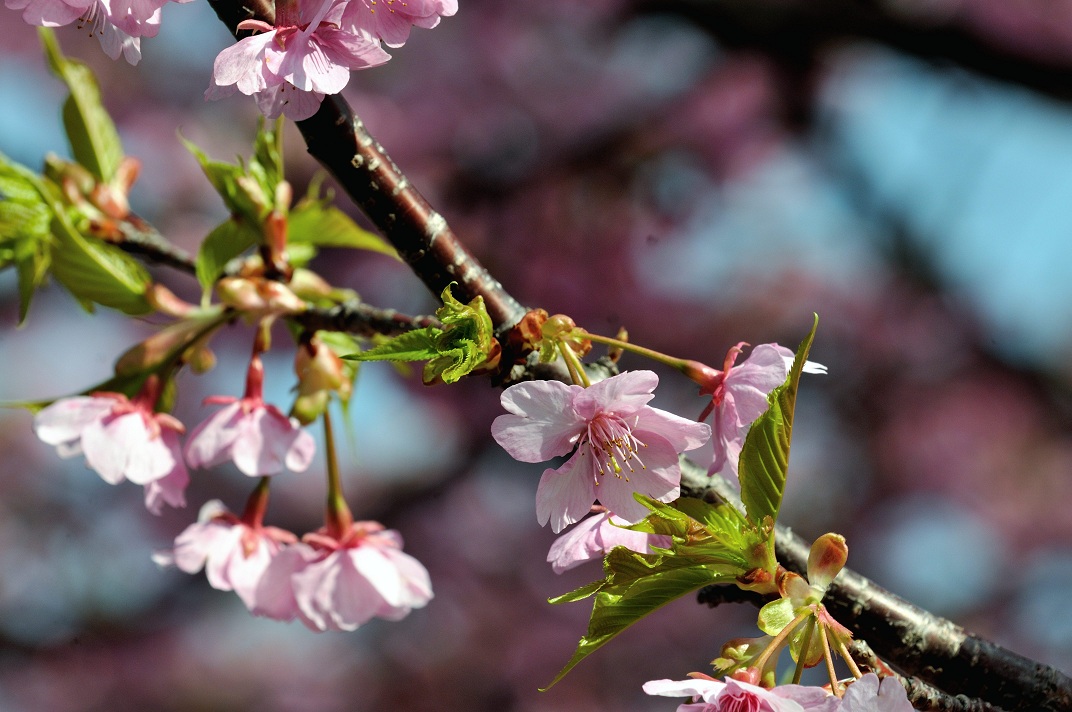 河津桜_c0046520_20461196.jpg