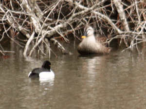 f0232920_10555877.gif