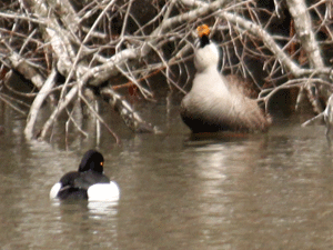 f0232920_10562279.gif
