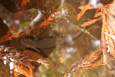 f0232920_10581640.gif