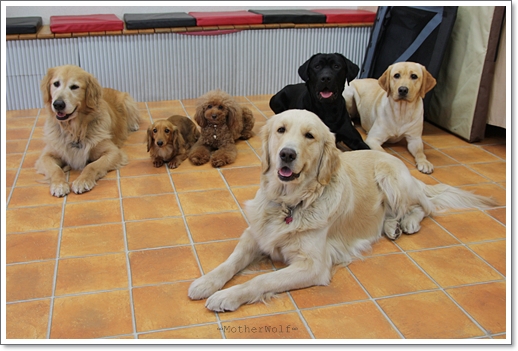 <NEWS>大型犬限定 MWホームパーティーのご案内♪_e0191026_21424359.jpg