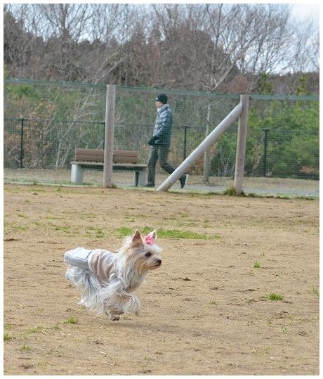 ドッグランで激写! Photo by じぃじ。_d0179828_8423441.jpg