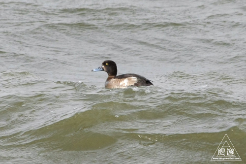 135 鳥ヶ崎 ~ツノウミフクロウ~_c0211532_13365982.jpg