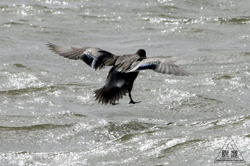 135 鳥ヶ崎 ~ツノウミフクロウ~_c0211532_13452933.jpg