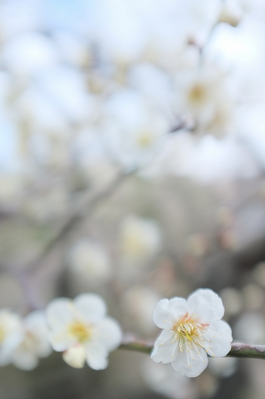 横浜　三渓園　春の香り_f0050534_9232046.jpg