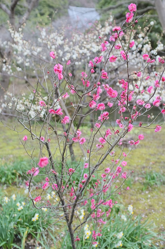 横浜　三渓園　春の香り_f0050534_9233392.jpg