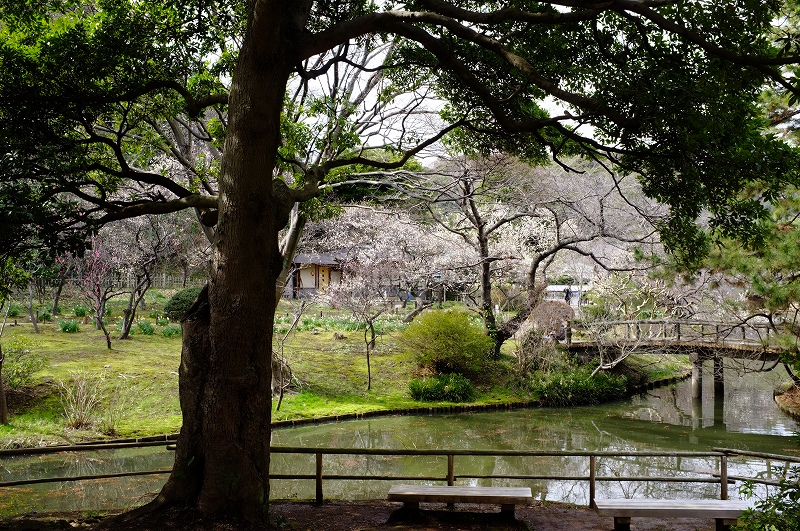 横浜　三渓園　春の香り_f0050534_9242143.jpg