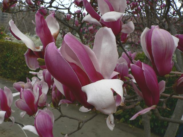 マグノリア スーランジアナ 今日の花