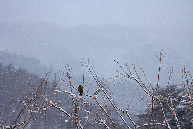 野鳥のいる雪景色_c0067040_2326863.jpg