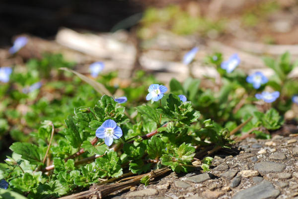 地に這う雑草の花 高く聳えるスカイツリー 花と風の薫り