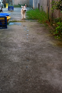 b0168343_5383912.jpg