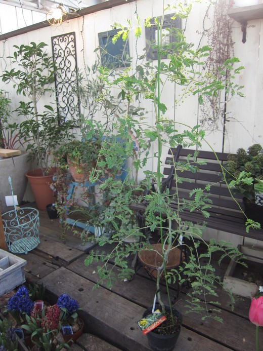 おすすめ庭木 アカシアスペクタビリス さにべるスタッフblog Sunny Day S Garden おすすめ庭木 アカシアスペクタビリス さにべるスタッフblog Sunny Day S Garden