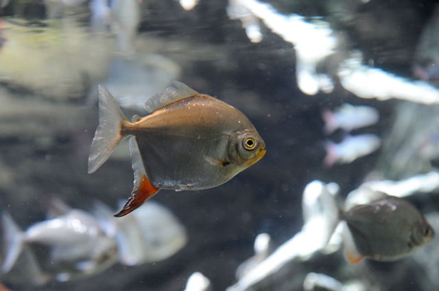 淡水域にすむ生き物たち : 蜜蜂的写真日記