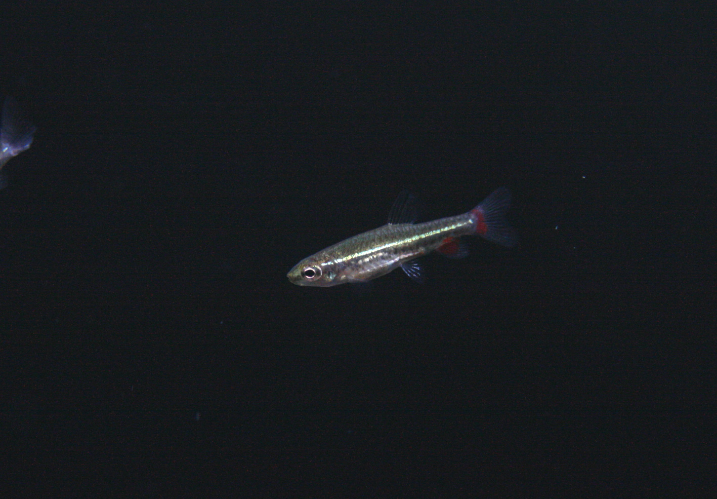 超小型魚 ビーボックスアクアリウム松戸店 熱帯魚 水草情報 超小型魚 ビーボックスアクアリウム松戸店 熱帯魚 水草情報