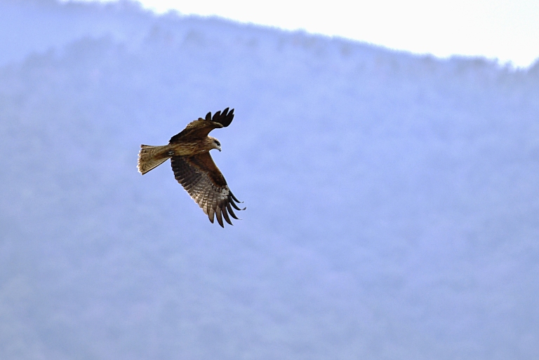 京都・広沢池の鳥　20120307_a0050572_22313256.jpg