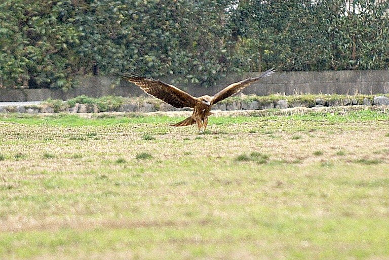 京都・広沢池の鳥　20120307_a0050572_22314137.jpg