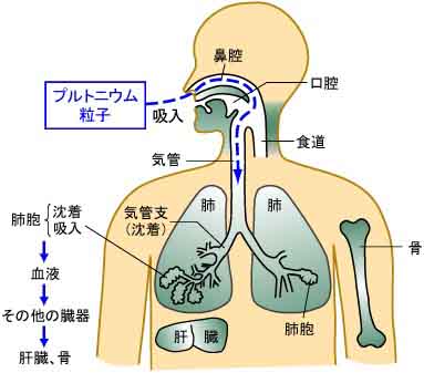 瓦礫問題を再び整理する・・・明らかにして欲しいこと　武田邦彦_c0139575_21201295.jpg