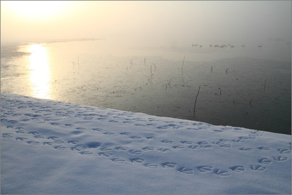 ※ 瓢湖の白鳥 (2011～2012) 31_e0149577_024581.jpg