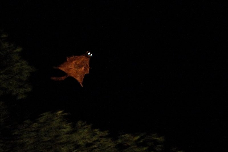 a0035279_8284585.jpg