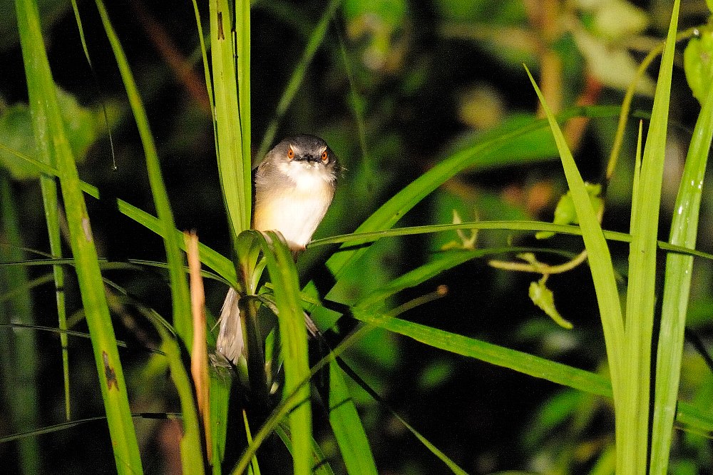 夜の生き物_a0035279_828574.jpg