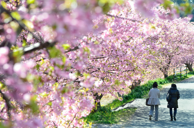 青野川河畔　河津桜　其の一　　南伊豆町_c0116284_14371346.jpg