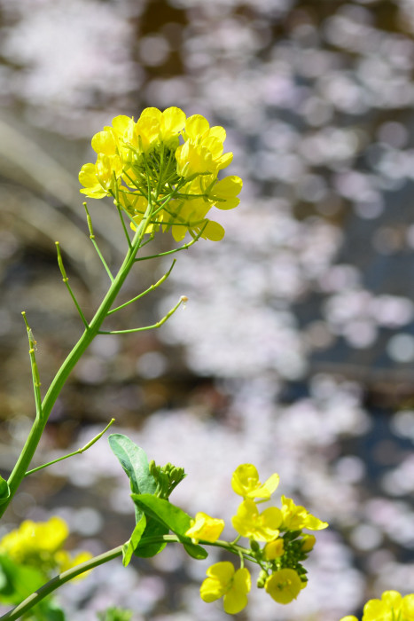 青野川河畔　河津桜　其の一　　南伊豆町_c0116284_1438045.jpg