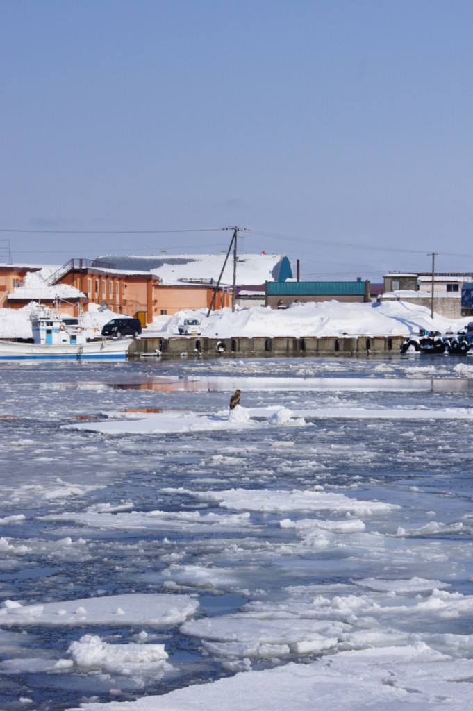 居座る　流氷_e0152186_18165518.jpg