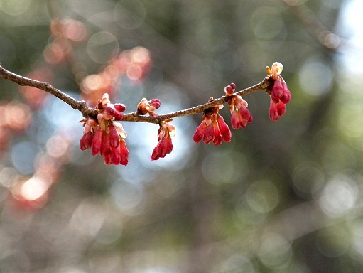 寒緋桜はまだ……_e0250588_1573554.jpg