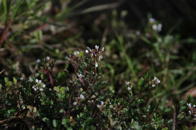 e0070891_22143598.jpg
