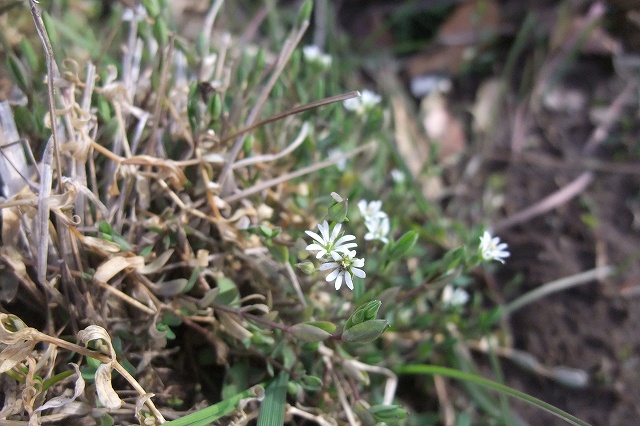 e0070891_2222283.jpg
