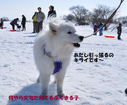 当別浅野農場で犬ぞり体験会(前篇）_f0212597_10221139.jpg