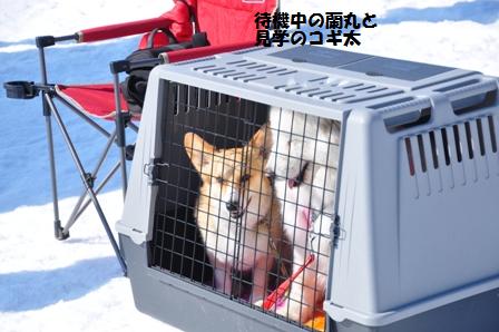 当別浅野農場で犬ぞり体験会(前篇）_f0212597_10223182.jpg