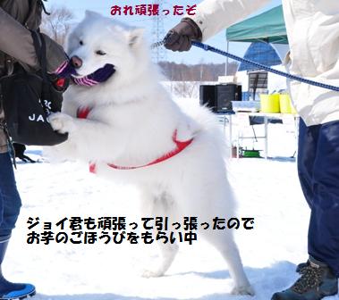 当別浅野農場で犬ぞり体験会(前篇）_f0212597_10225299.jpg