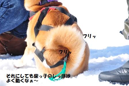 当別浅野農場で犬ぞり体験会(前篇）_f0212597_10232375.jpg