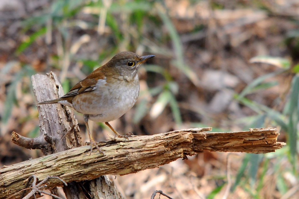 野鳥シロハラ_a0189912_238487.jpg