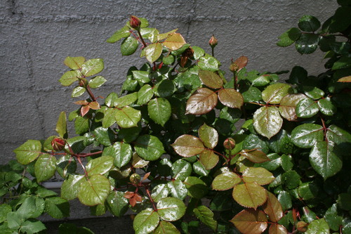 f0123712_1852846.jpg