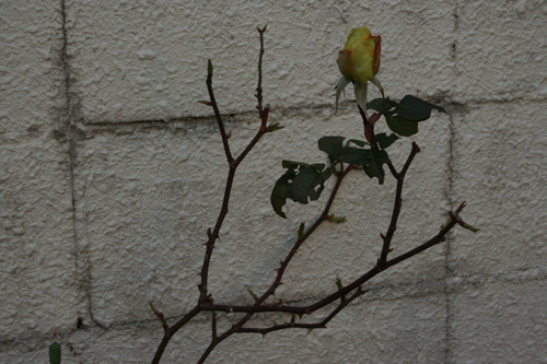 f0123712_1961836.jpg