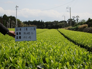 鹿児島県　種子島　新芽情報_d0108817_17434426.jpg