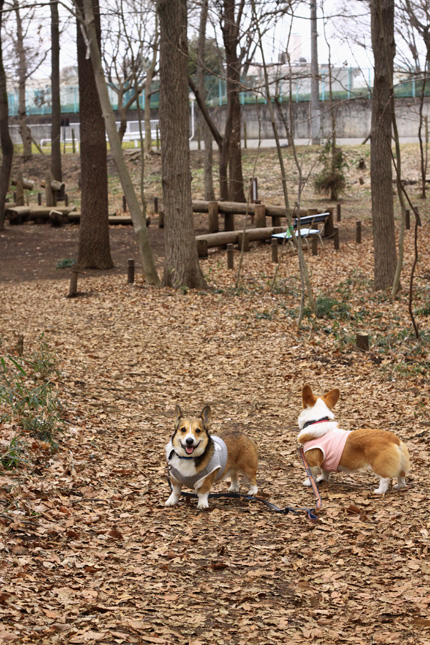 ニコニコいっぱいの公園散歩♪_e0071225_128385.jpg