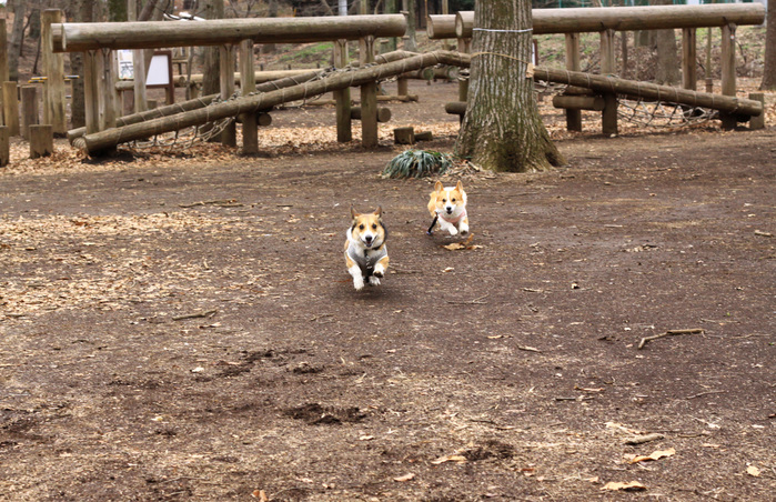 ニコニコいっぱいの公園散歩♪_e0071225_1334032.jpg